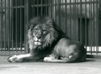 Lví samec ležící proti mřížím svého výběhu, londýnská zoo, září 1927