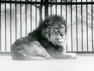 Lví samec odpočívá ve svém výběhu v londýnské zoo v březnu 1925 (černobílá fotografie)
