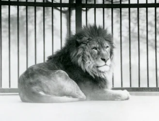 Samec lva odpočívá ve svém výběhu v londýnské zoo v březnu 1925