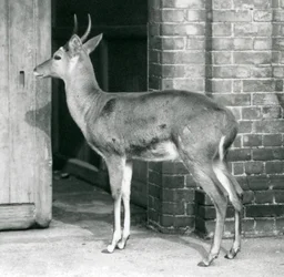 Samec SouthernCommon Reedbuck nebo Reitbok stojící u dveří antilopího domu, londýnská zoo, 6. října 1927