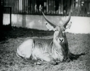Samec Waterbuck ležící na trávě ve svém výběhu v londýnské zoo v roce 1928 (černobílá fotografie)