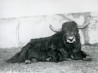 Samec Yak ležící ve svém výběhu v londýnské zoo v roce 1928 (černobílá fotografie)