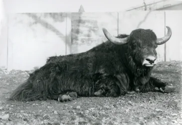 Samec Yak ležící ve svém výběhu v londýnské zoo v srpnu 1928 (černobílá fotografie)