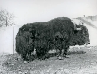 Samec jaka stojící ve svém výběhu v londýnské zoo v roce 1928 (černobílá fotografie)