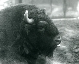 Samec zubra evropského, londýnská zoo, únor 1928