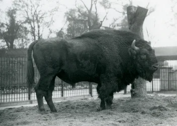 Zubr samec stojící na trávě ve výběhu. Londýnská zoo, říjen 1927. Zranitelný zubr evropský je známý také pod názvem Wisent nebo zubr lesní.