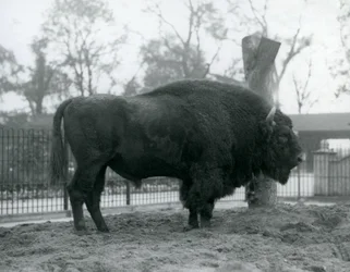 Zubr evropský stojící na trávě ve svém výběhu. Londýnská zoologická zahrada, říjen 1927. Zranitelní zubři evropský jsou také známí jako Wisent nebo Evropský lesní bizon.