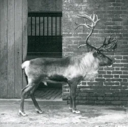 Dospělý jelen sob stojící ve svém výběhu v londýnské zoo v roce 1925