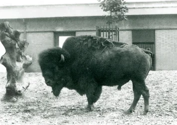 Téměř ohrožený americký býk Bison Buffalo stojící ve svém výběhu, londýnská zoo, 1927