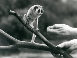 Štíhlý outloň stojící na větvi držené chovatelem, londýnská zoo, srpen 1926