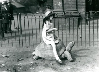 Malá dívka, Betty, drží hůl s jablkem na konci, aby vedla obří želvu, na které jede, Londýnská zoo, 1924