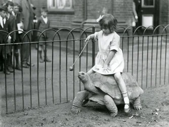Malá dívka, Betty, drží hůl s jablkem na konci, aby vedla obří želvu, na které jede, Londýnská zoo, 1924
