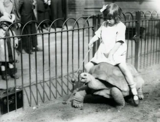Malá dívka, Betty, drží hůl s jablkem na konci, aby vedla obří želvu, na které jede, Londýnská zoo, 1924
