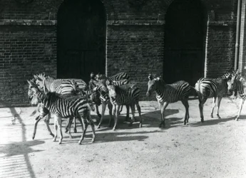Malé stádo zebry Chapmans v londýnské zoo v roce 1924