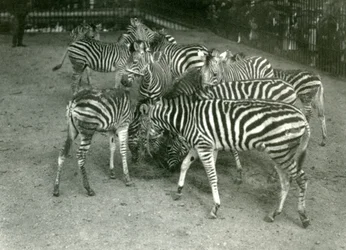 Malé stádo zeber Chapmanových, včetně mláďat, Londýnská zoo v roce 1923