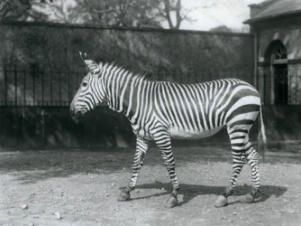 Zranitelná zebra Hartmanova stojící ve výběhu v londýnské zoo
