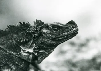 Zranitelná ještěrka Sailfin v londýnské zoo v roce 1928 (černobílá fotografie)