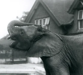 Mladý slon africký s chobotem zvednutým na čelo, Londýnská zoo, srpen 1925