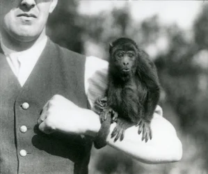 Mladý vřešťan černý sedí muži na paži a ovíjí mu ovíjivý ocas kolem zápěstí, Londýnská zoo, 1923