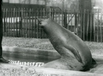 Mladý tuleň sloní dosahující dozadu, londýnská zoo