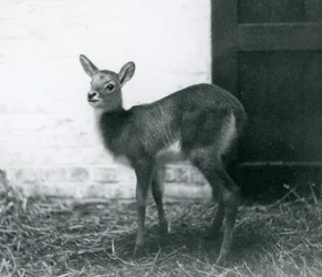 Mládě lechwe stojící na seně, Londýnská zoo, leden 1926