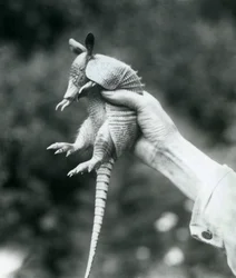 Mladý pásovec devítipásý Pásovec dlouhonosý držený v ruce chovatele, Londýnská zoo, srpen 1926