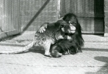 Mladý orangutan objímá stromového klokana v londýnské zoo v roce 1927 (černobílá fotografie)