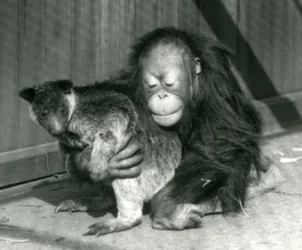 Mladý orangutan objímá stromového klokana v londýnské zoo v roce 1927