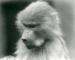 Mladý pavián posvátný s plným lícním vakem, Londýnská zoo, 1925