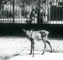 Mladý Wapiti/Elk stojící ve výběhu s návštěvníky hledícími skrz mříže, Londýnská zoo, srpen 1927 (černobílá fotografie)