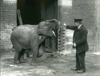 Mladá samice slona indického s chovatelem H. Robertsonem, Londýnská zoo, 22. února 1922