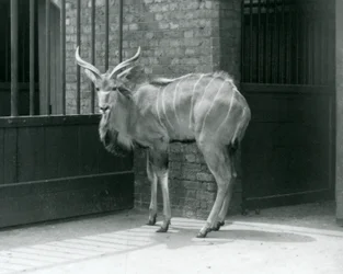 Mladý samec Greater Kudu stojící ve výběhu v londýnské zoo v roce 1929 (černobílá fotografie)