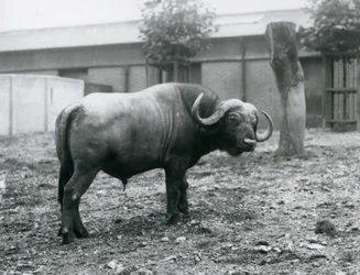 Buvol africký nebo Cape Buffalo, stojící ve svém výběhu v londýnské zoo, 1927