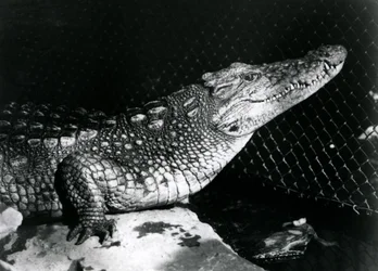 Americký aligátor v londýnské zoo v září 1924