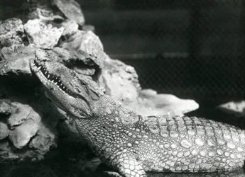 Americký aligátor odpočívá v bazénu, vzhlíží ke skalám na straně bazénu, londýnská zoo