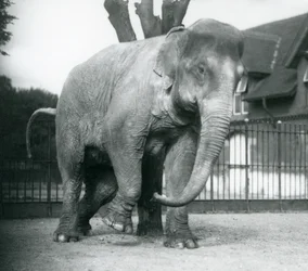 Asijský slon škrábající se o mrtvý strom, londýnská zoo