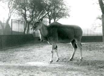 Eland ve výběhu v londýnské zoo v červnu 1925