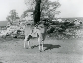 Eland stojící ve výběhu v londýnské zoo v roce 1929 (černobílá fotografie)