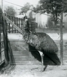 An Emu v londýnské zoo v září 1927