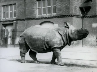 Nosorožec indický v londýnské zoo, 1927