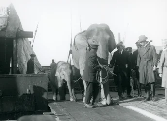 Asijští sloni vystupující z lodi na cestě do londýnské zoo v roce 1927