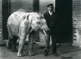 Mláďa asijského slona s chovatelem Charlesem Eylesem, Londýnská zoo, listopad 1915