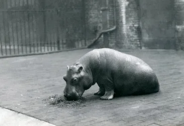 Hrošice „Joan“ jí v londýnské zoo, září 1920
