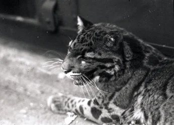 Leopard obláčkový, 1922
