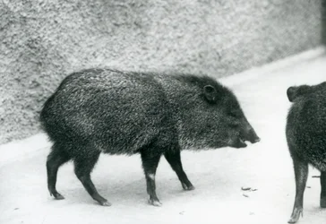 Peccaries s obojkem v londýnské zoo, 1927