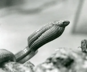 Vejcožravý had v londýnské zoo v roce 1930 (černobílá fotografie)