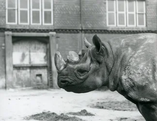 Eliza, samice nosorožce černého, londýnská zoo