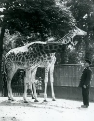 Žirafy Maud a Maggie, s chovatelem Ernie Professor Bowman, Londýnská zoo, červenec 1924