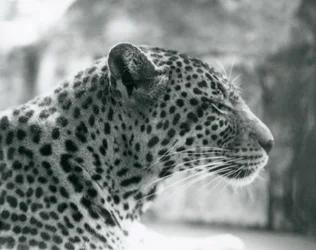 Samice levharta Daisy v londýnské zoo v srpnu 1925