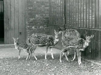 Čtyřosý jelen včetně, jelena s parohy a koloucha, v londýnské zoo v roce 1926 (černobílá fotografie)